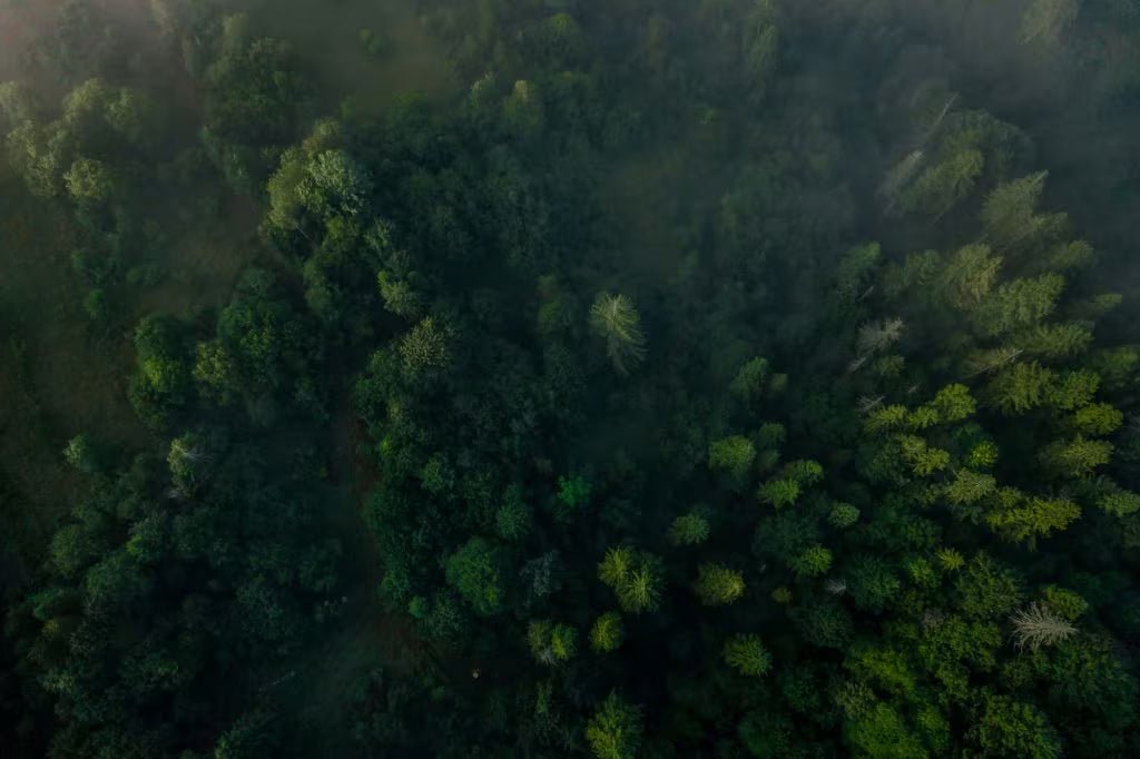 Nachhaltige Holzprodukte: Warum sie die bessere Wahl sind - naturecrafts